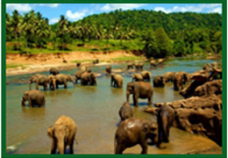Elephants Orphanage Sri Lanka